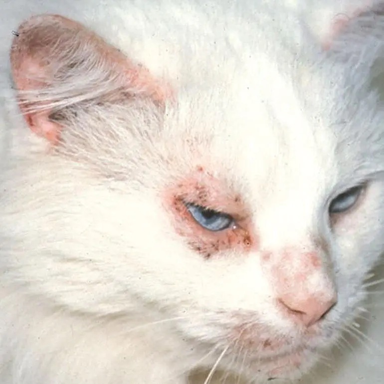 cat_face1