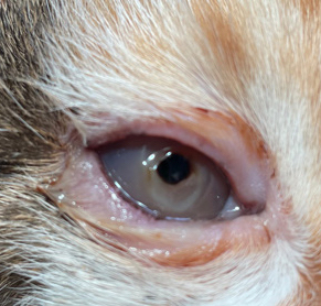 cat_face10_cropped