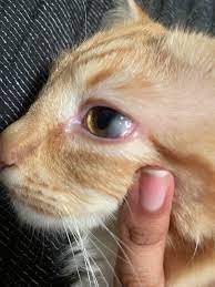 cat_face11