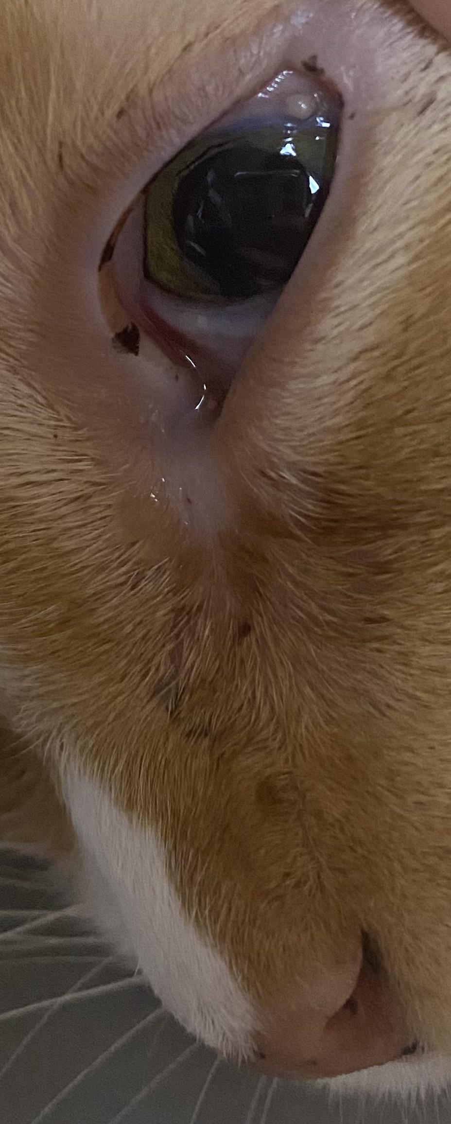cat_face12