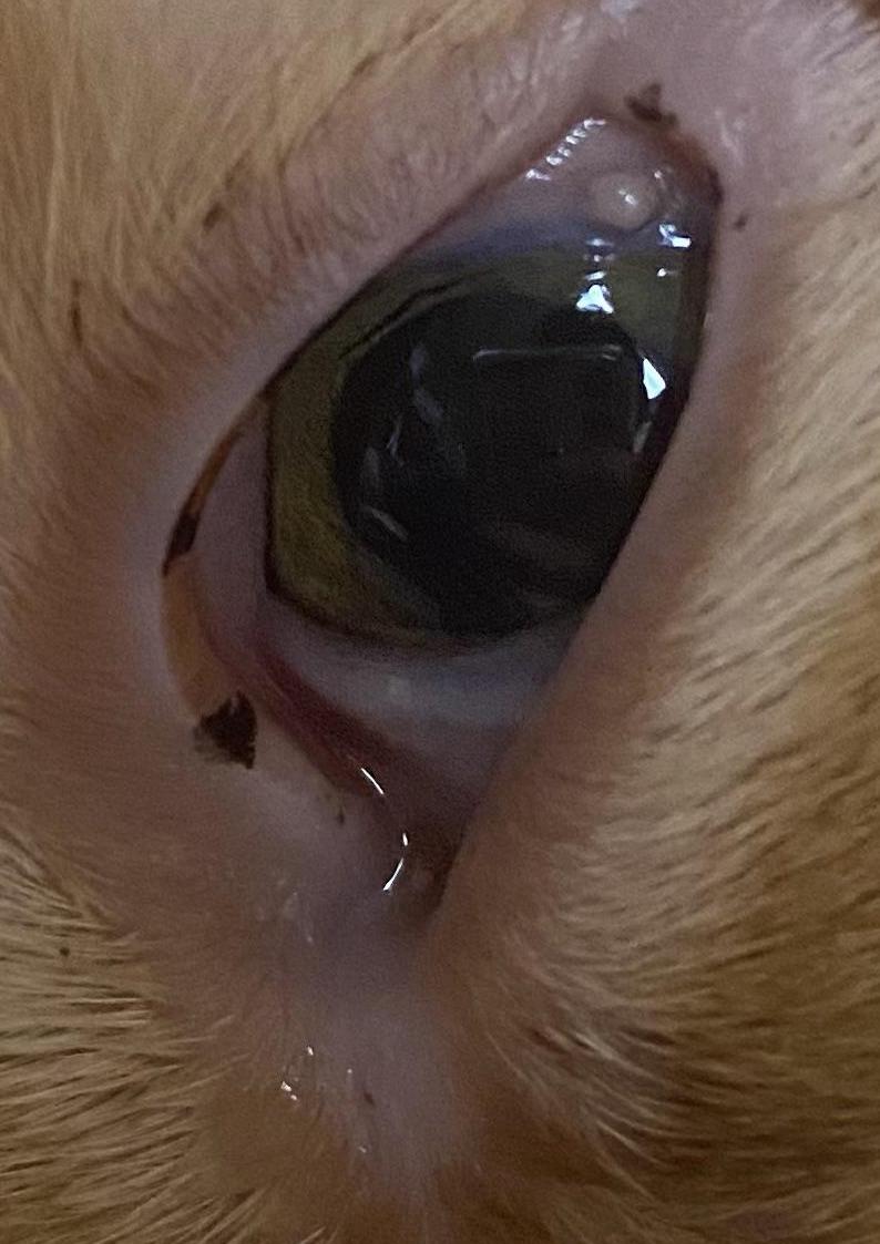 cat_face12_cropped