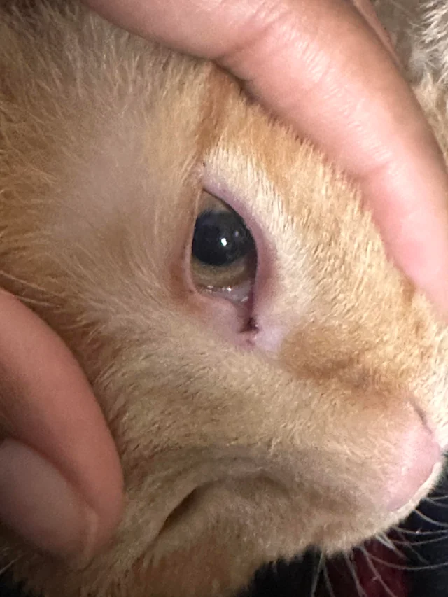 cat_face13