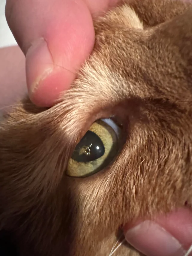 cat_face14