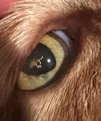 cat_face14_cropped