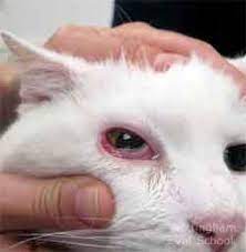 cat_face15