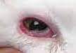 cat_face15_cropped