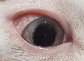 cat_face16_cropped