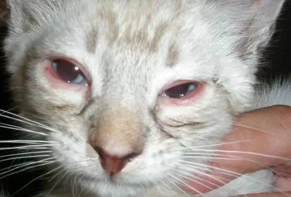 cat_face17