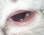cat_face17_cropped