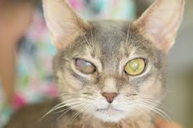 cat_face18