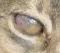 cat_face18_cropped