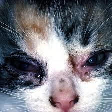 cat_face19