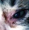 cat_face19_cropped