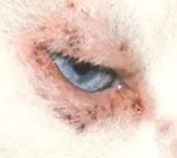 cat_face1_cropped