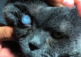 cat_face2