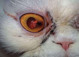 cat_face20