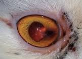 cat_face20_cropped