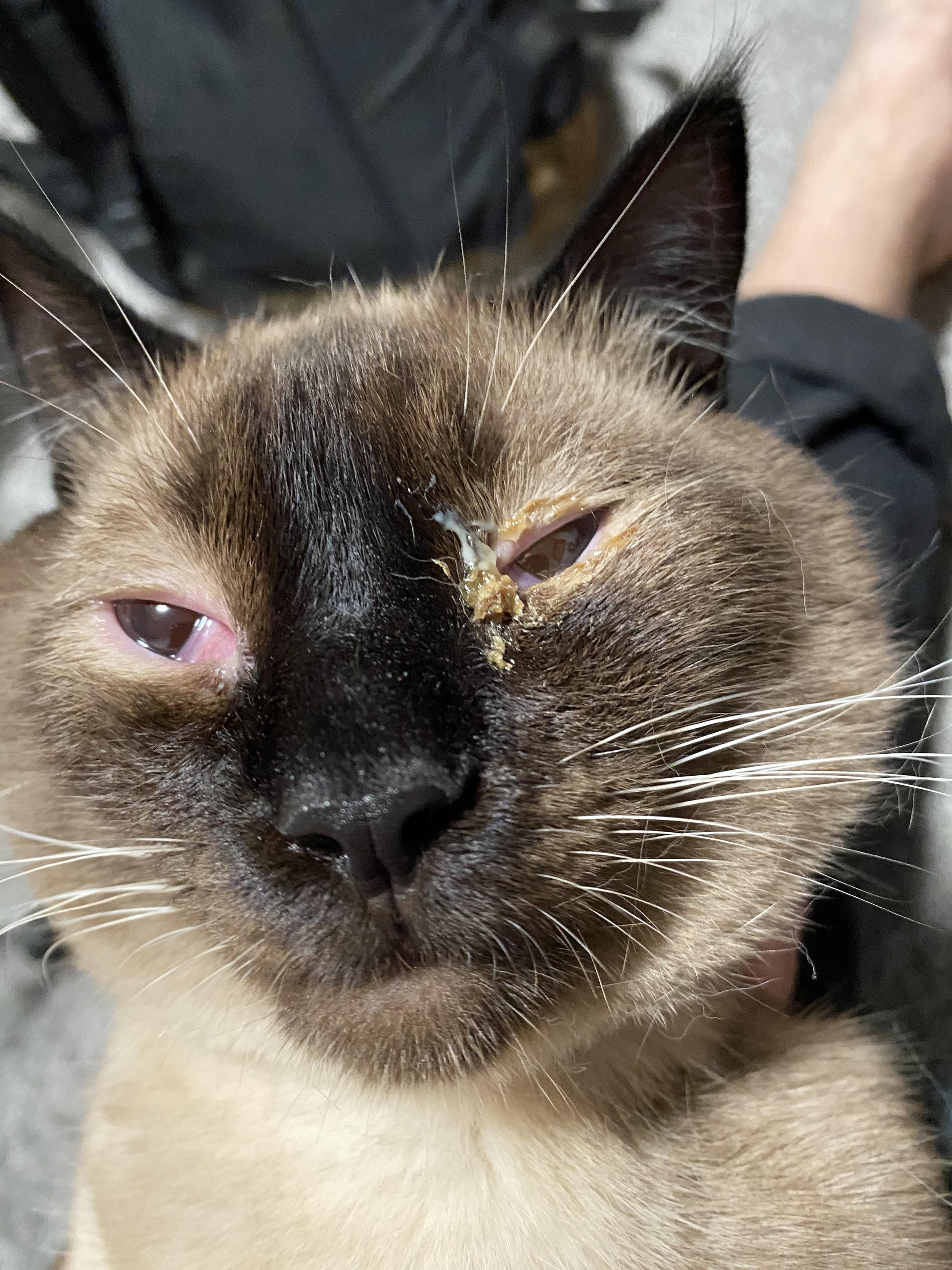 cat_face21
