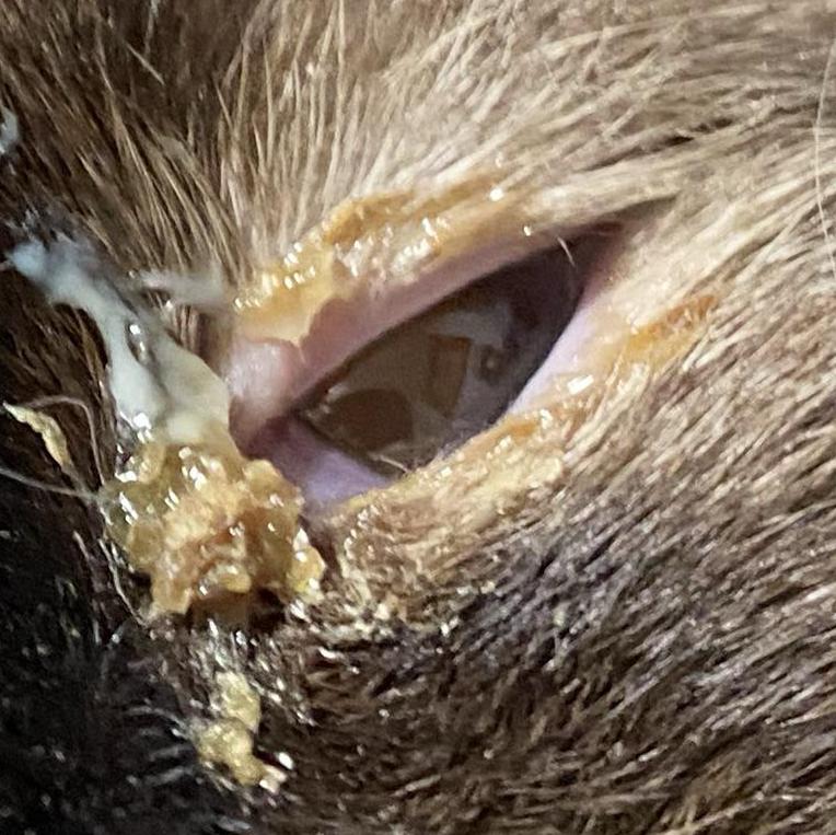 cat_face21_cropped