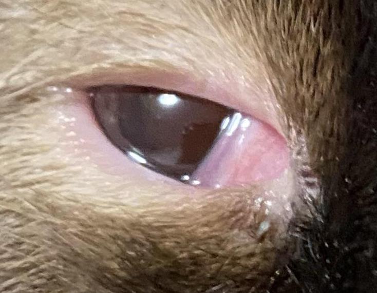 cat_face21_cropped_2