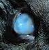 cat_face2_cropped