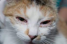 cat_face3