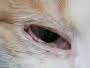 cat_face3_cropped
