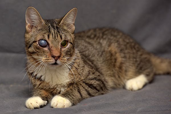 cat_face4