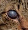 cat_face4_cropped