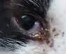 cat_face5_cropped