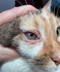 cat_face6