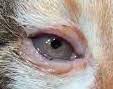 cat_face6_cropped