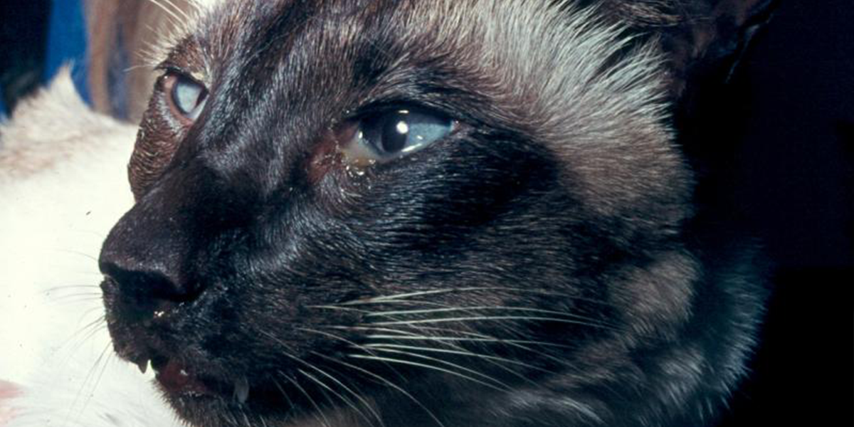 cat_face7