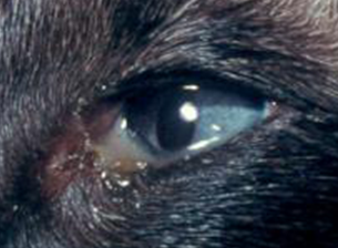 cat_face7_cropped