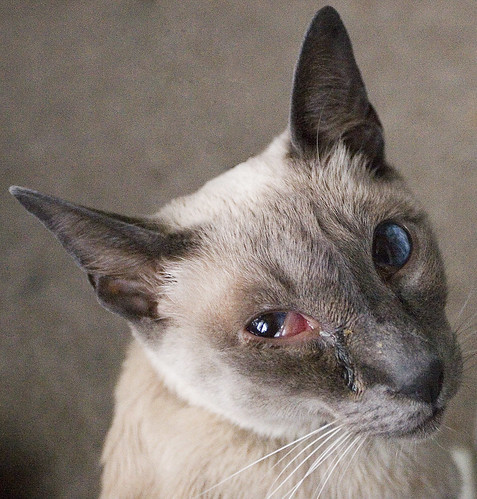 cat_face8