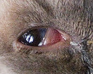 cat_face8_cropped
