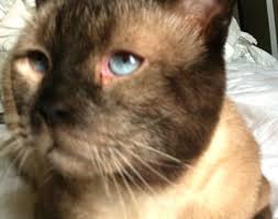 cat_face9