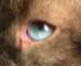 cat_face9_cropped