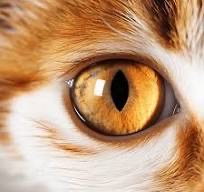 close_cat0
