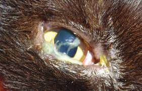 close_cat1