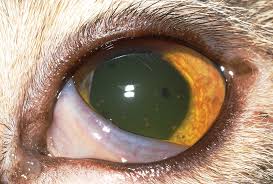 close_cat4