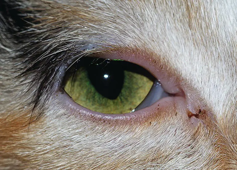 close_cat5