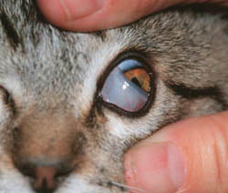 close_cat6