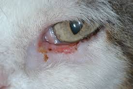 close_cat7