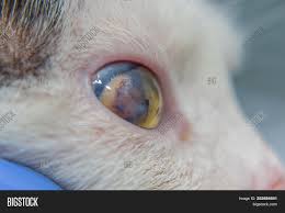 close_cat8