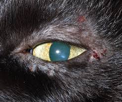 close_cat9