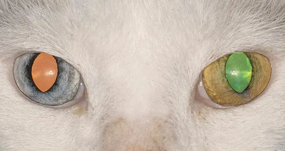 close_cat_eyes