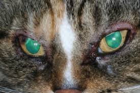 close_cat_eyes2