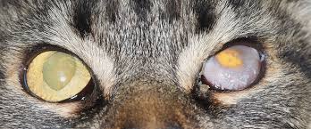 close_cat_eyes3