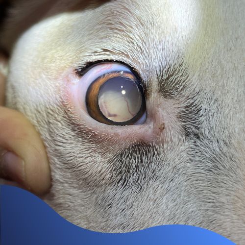 close_dog1